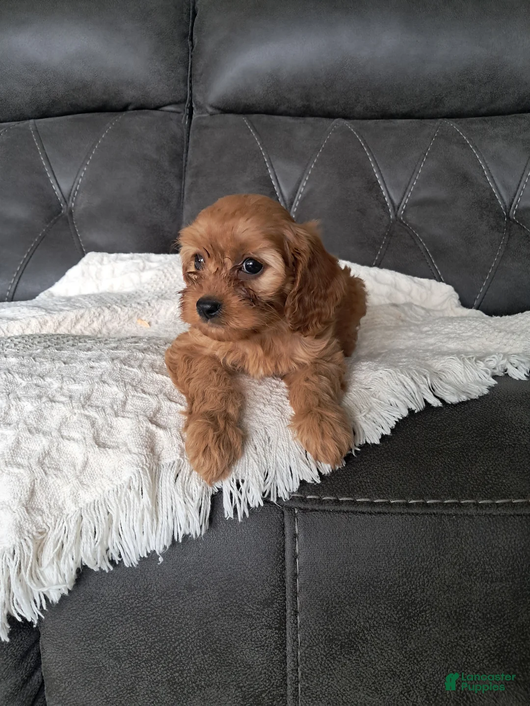 Cavapoo dogs for sale: Lala  - Ad 1