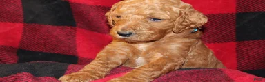 Standard Poodle Puppy 5