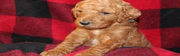 Standard Poodle dogs for sale: Standard Poodle Puppy 5 - Ad 1