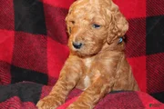 Standard Poodle Puppy 5