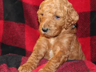 Standard Poodle dogs Standard Poodle Puppy 5 - Ad 41