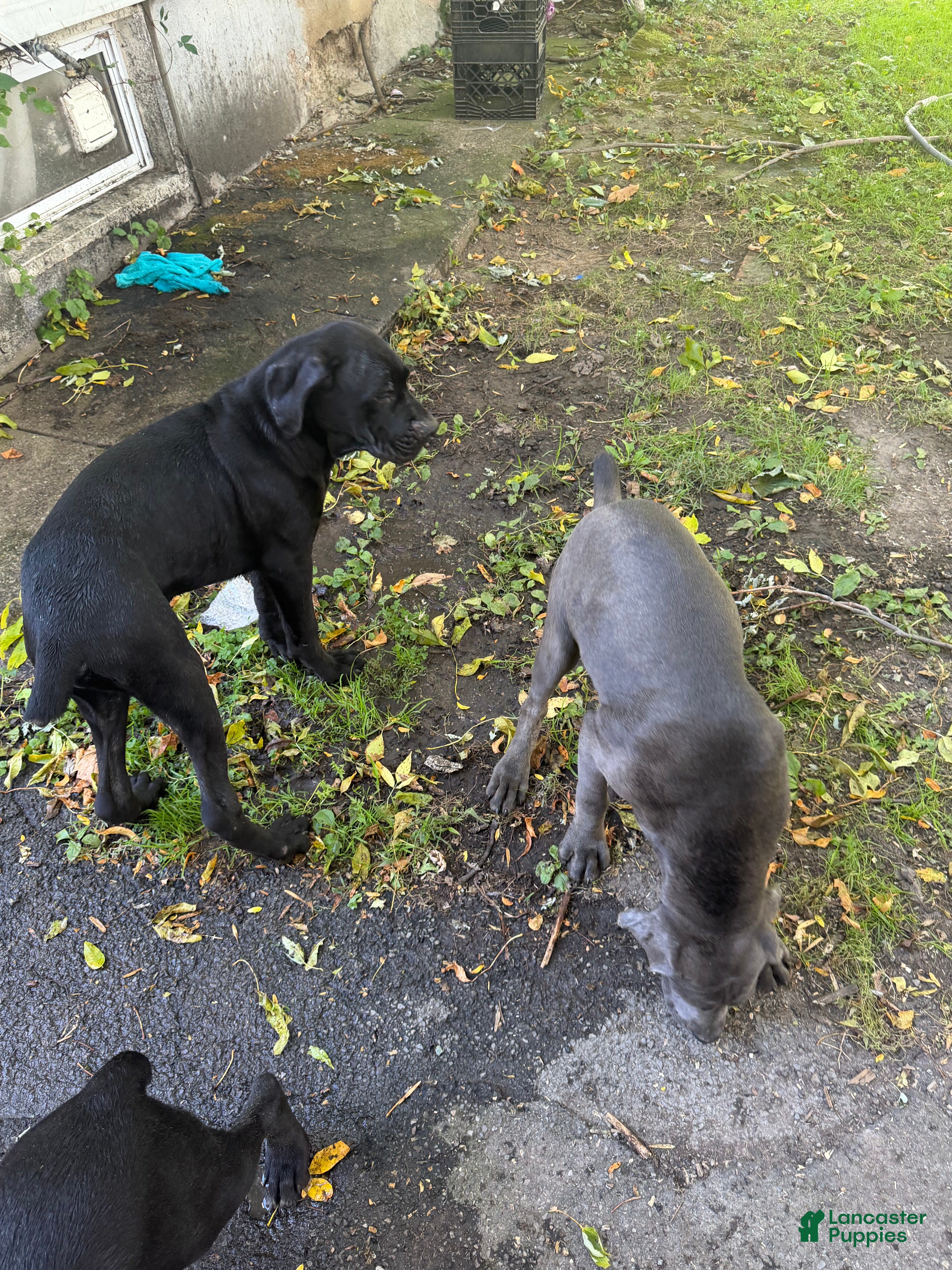 Cane Corso dogs Cane Corso 11 - Ad 1