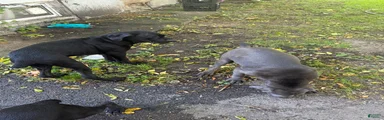 Cane Corso 11