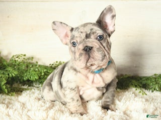 French Bulldog dogs - Ad 34