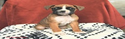 Boxer dogs for sale: Sugarplum - Ad 1