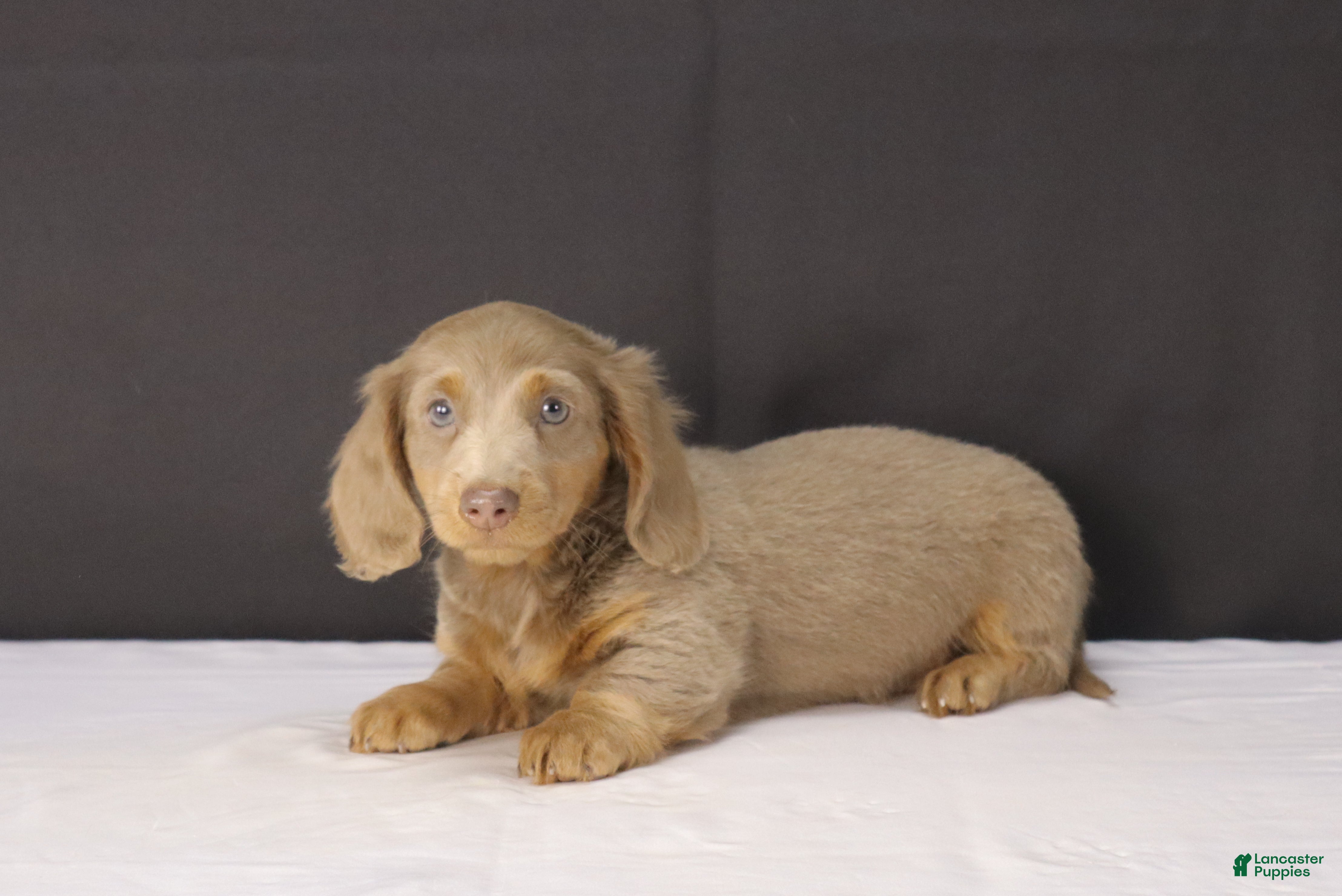 Dachshund dogs Theo - Ad 2