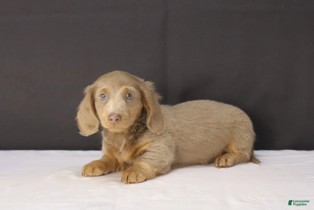 Dachshund dogs for sale: Theo - Ad 2