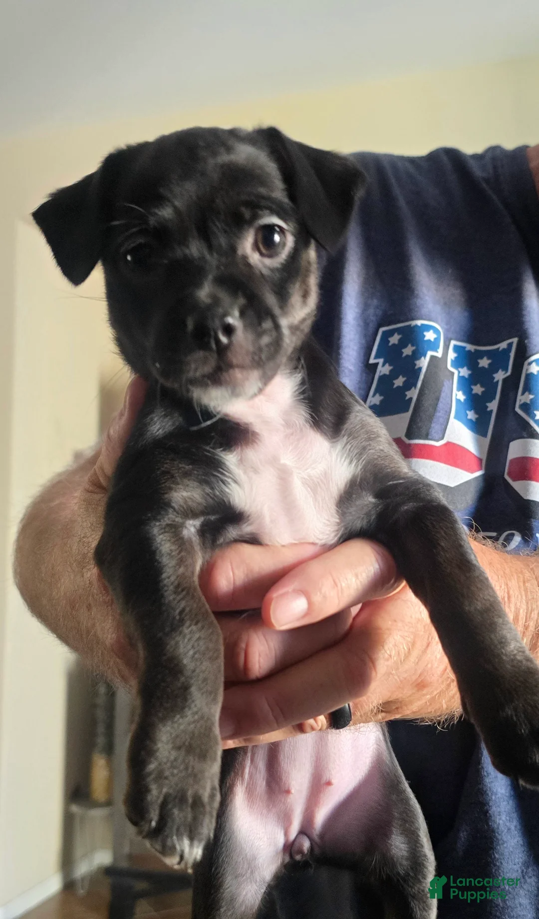 Mixed Breed dogs for sale: Mixed Breed 4 - Ad 1