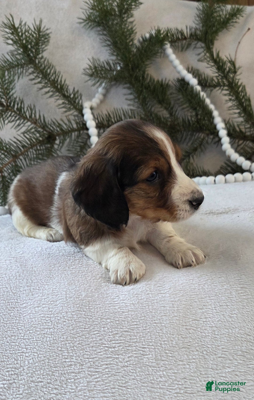 Miniature Dachshund dogs for sale: Peppermint  - Ad 9