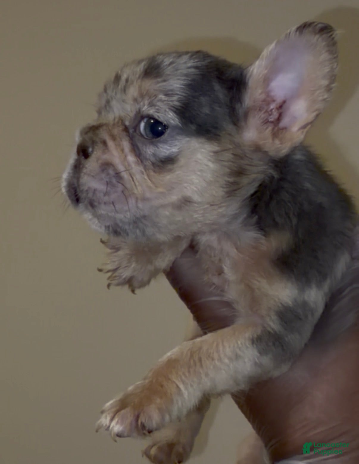 French Bulldog dogs Halo  - Ad 2