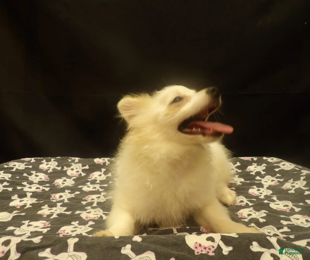 Pomeranian dogs for sale: Sebastian  - Ad 3