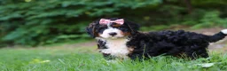 Mini Bernedoodle dogs for sale: Reese - Ad 4