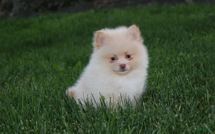 Pomeranian dogs Teddy  - Ad 28