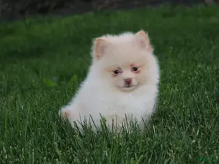 Pomeranian dogs Teddy - Ad 28
