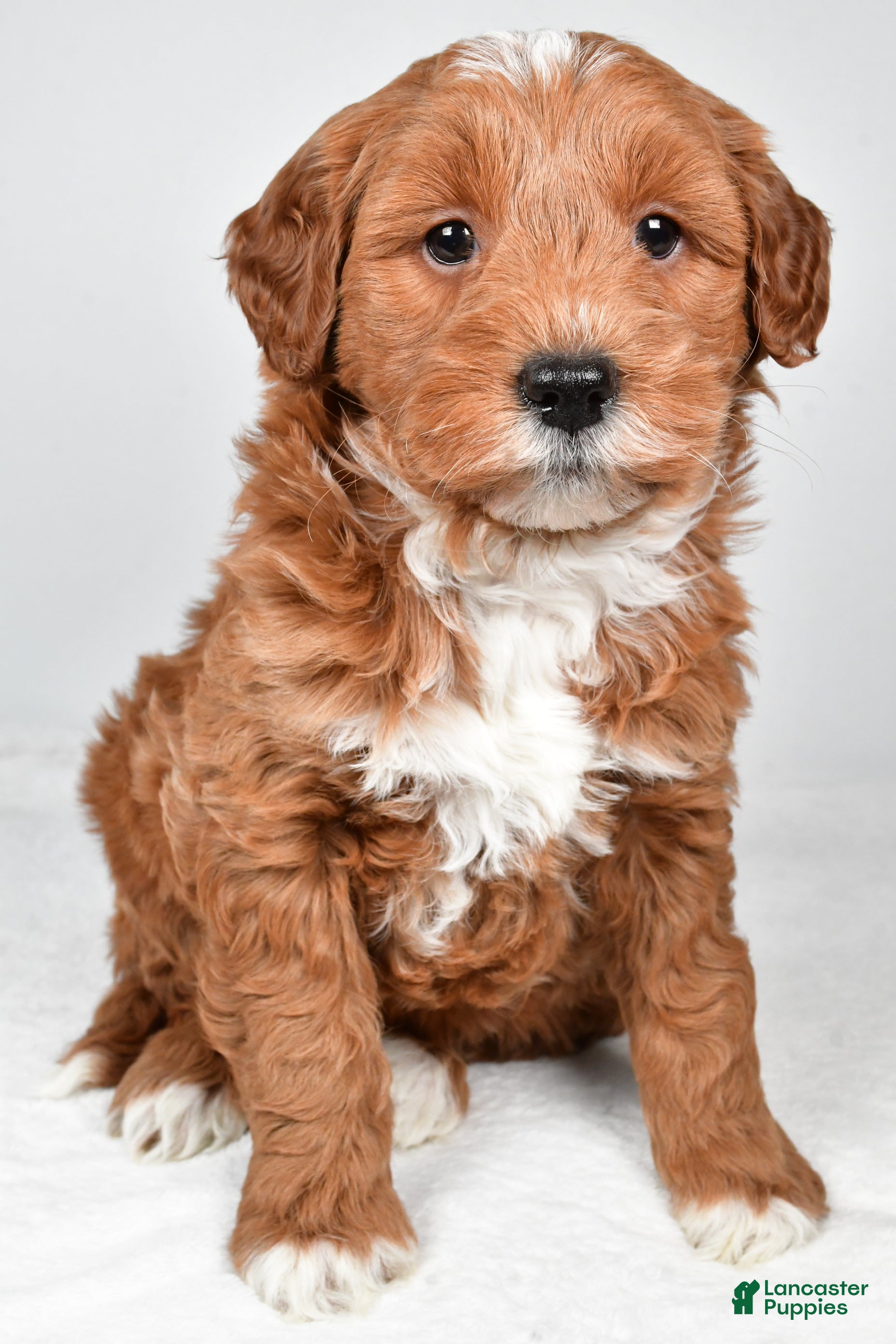 Mini Goldendoodle dogs Asher - Ad 2