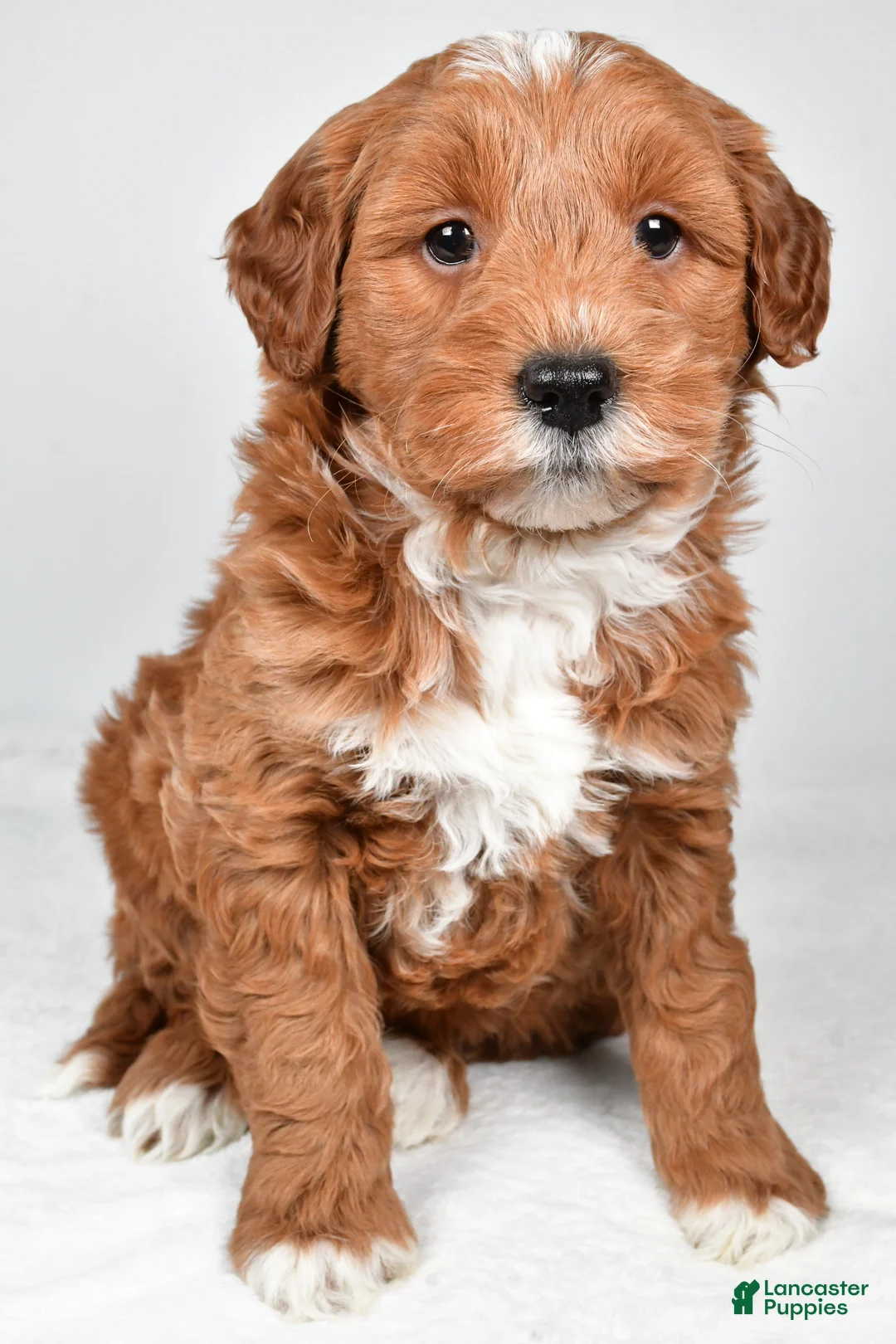 Mini Goldendoodle dogs for sale: Asher - Ad 2