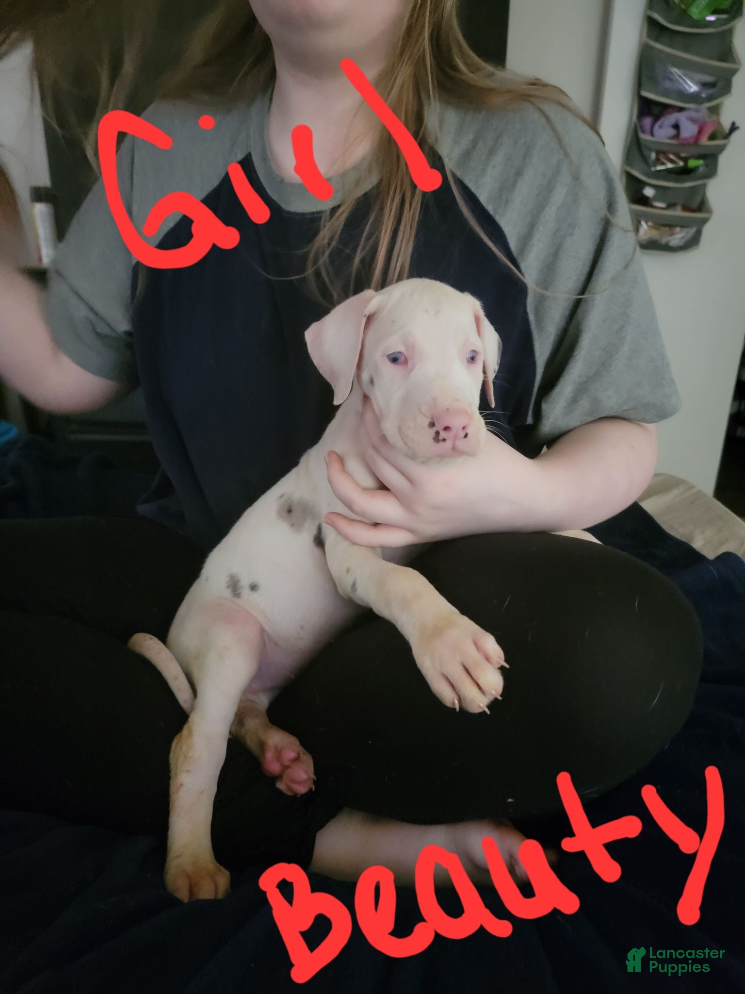 Great Dane dogs Great Dane 5 - Ad 6