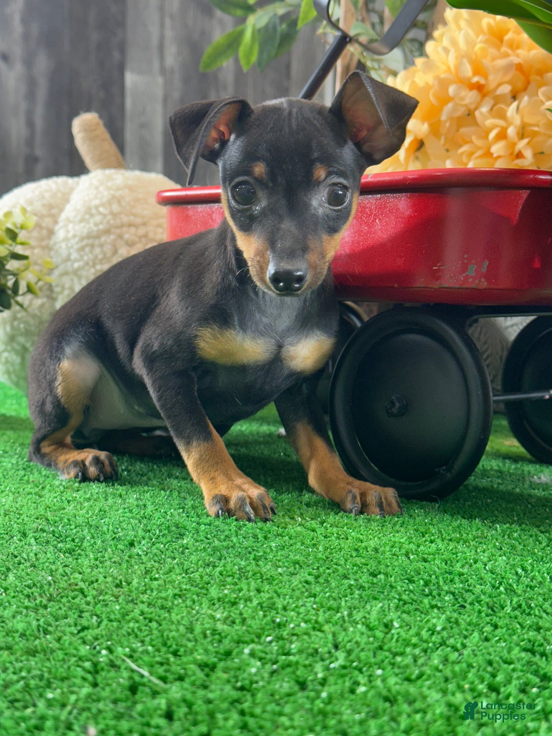 Miniature Pinscher dogs for sale: Quara - Ad 4