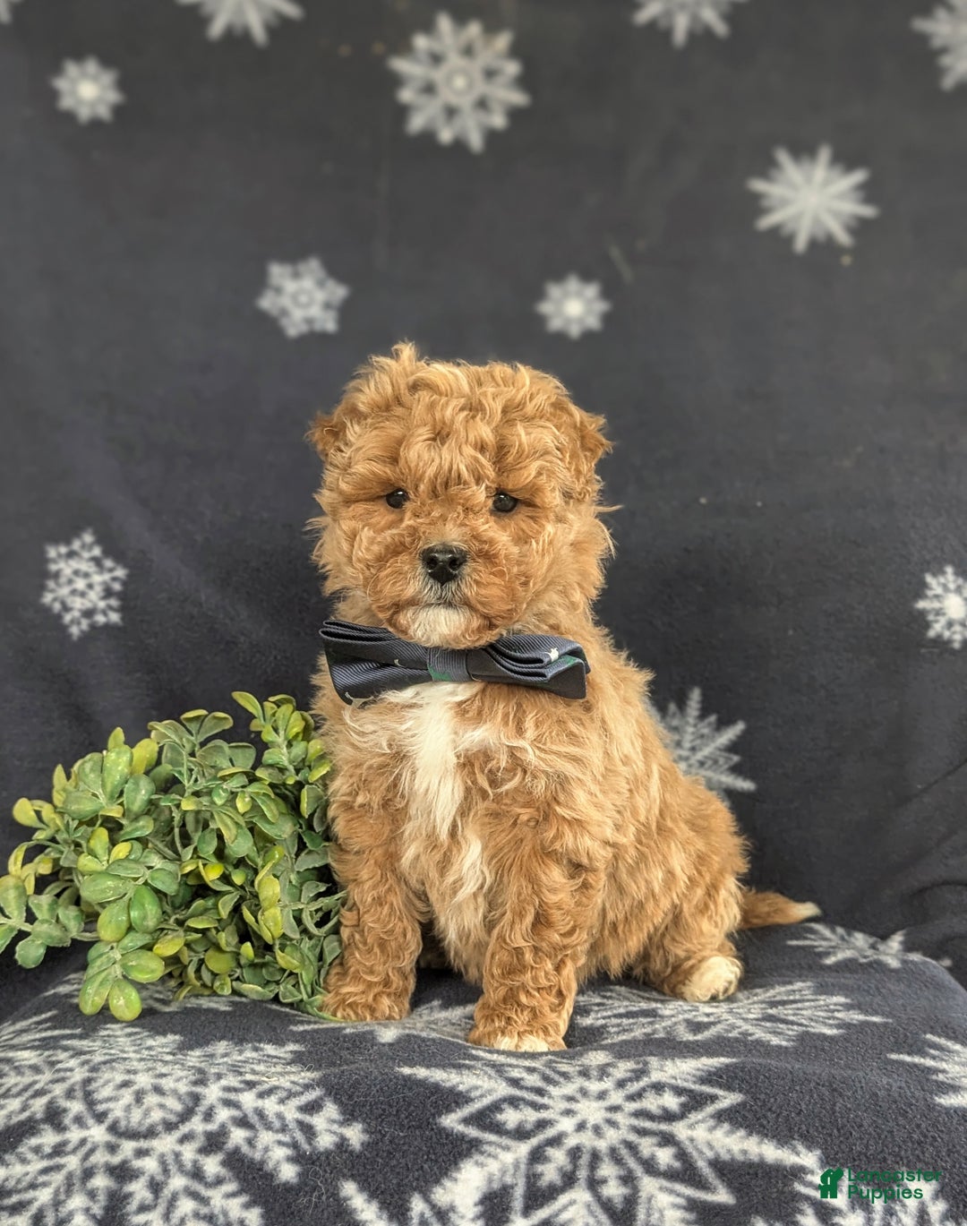 Bichpoo dogs for sale: Chance - Ad 1