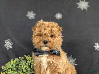 Bichpoo dogs Chance - Ad 27