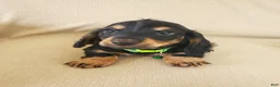 Miniature Dachshund dogs for sale: BILLIE - Ad 5