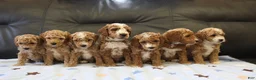 Miniature Poodle dogs for sale: Parfait - Ad 13