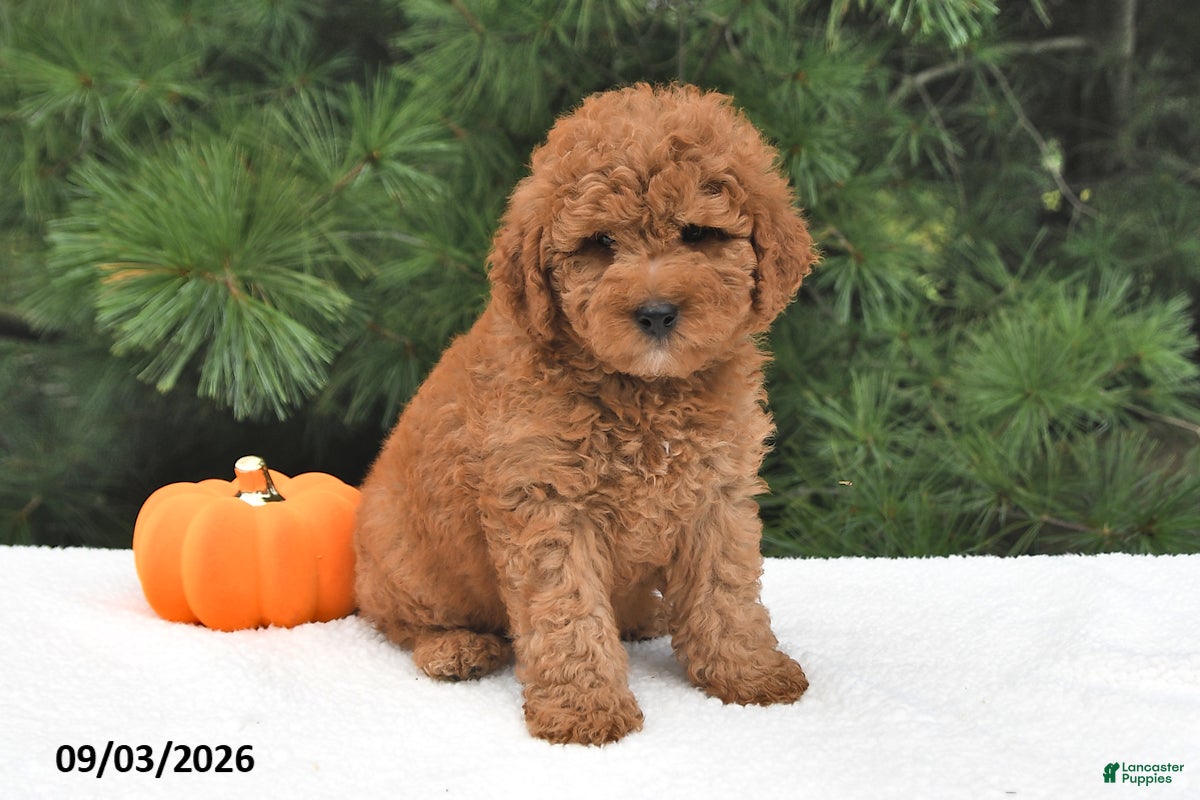 Mini Goldendoodle dogs Oliver - Ad 2
