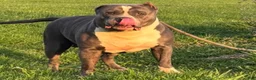 American Bully dogs for sale: Mr. Vegas - Ad 17