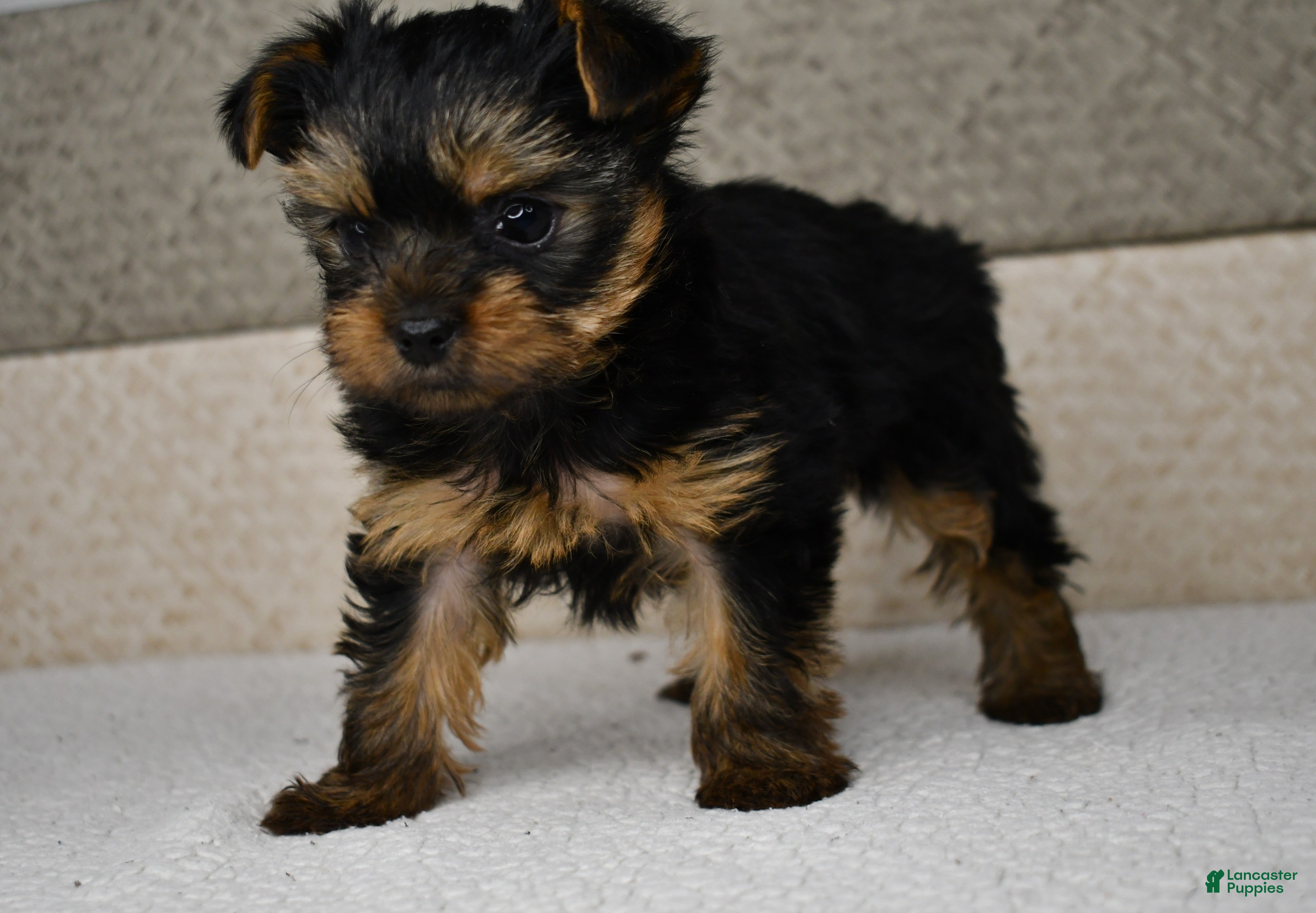 Yorkshire Terrier dogs for sale: Asia - Ad 1