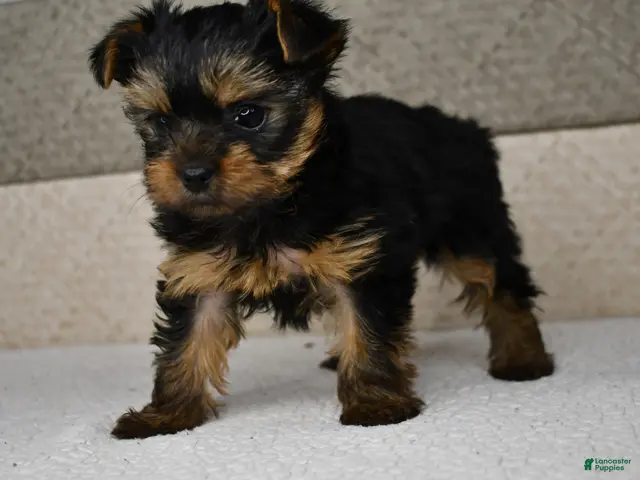 Yorkshire Terrier dogs for sale: Asia - Ad 1