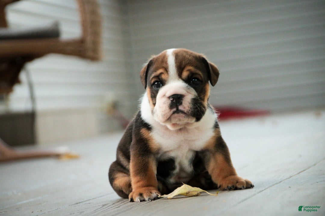 English Bulldog dogs for sale: Walter English Bulldog  - Ad 1