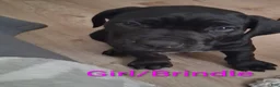 Cane Corso dogs for sale: Cane Corso 10 - Ad 4
