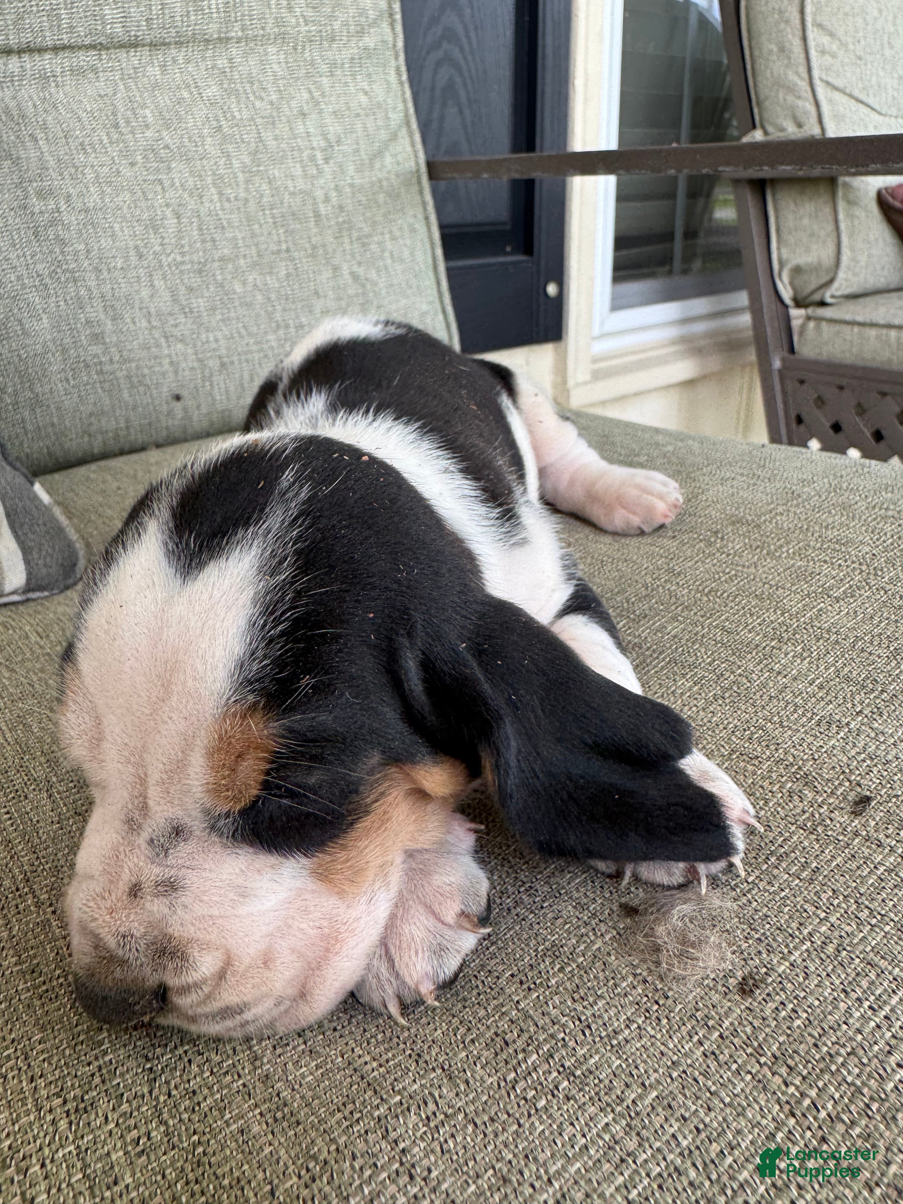 Basset Hound dogs Basset Hound 3 - Ad 8