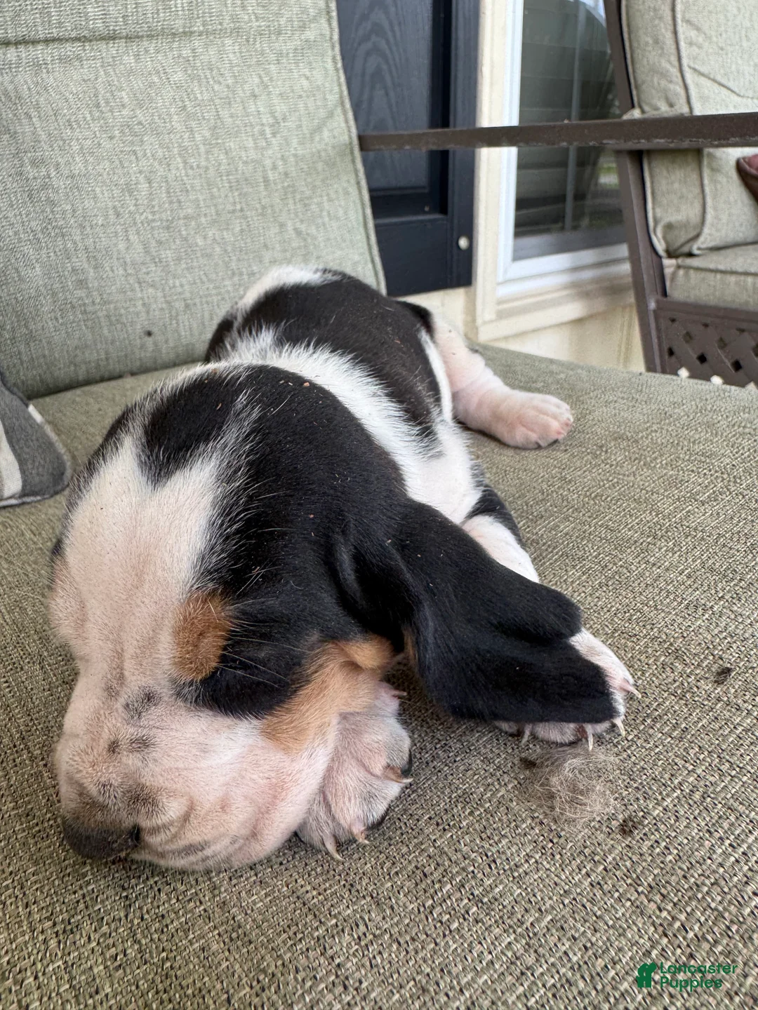 Basset Hound dogs for sale: Basset Hound 3 - Ad 1