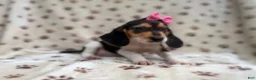 Beagle dogs for sale: Wendy - Ad 7