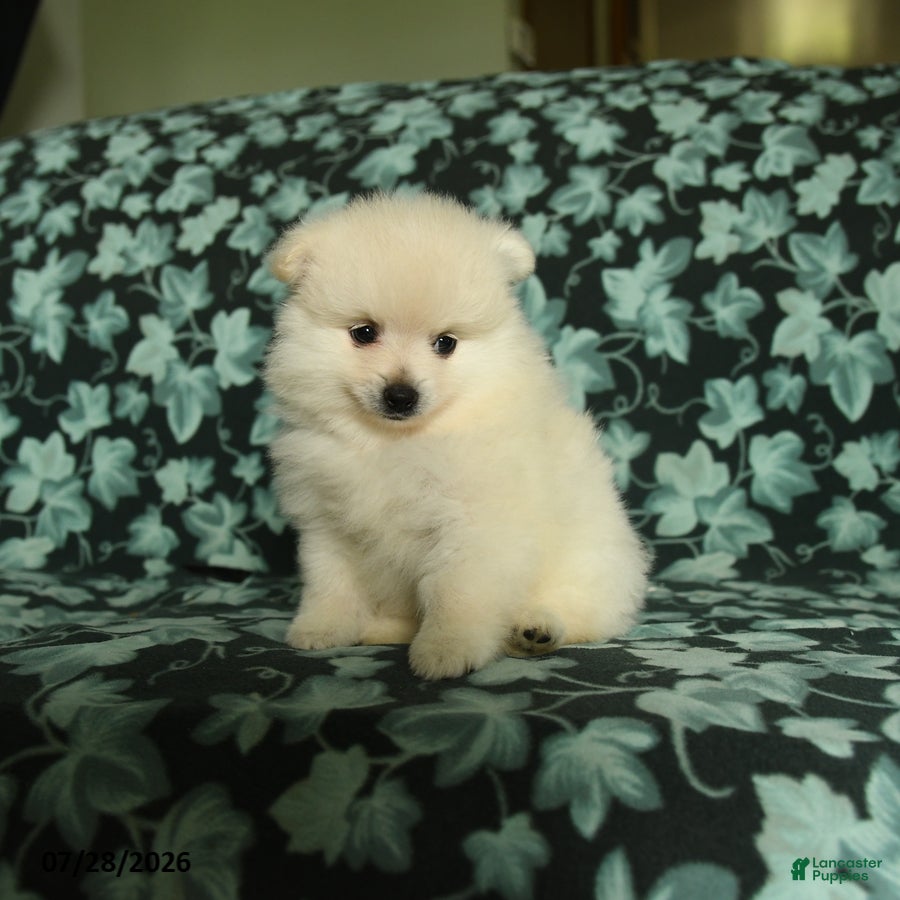 Pomeranian dogs Tuffy - Ad 2