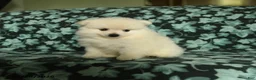 Pomeranian dogs for sale: Tuffy - Ad 2