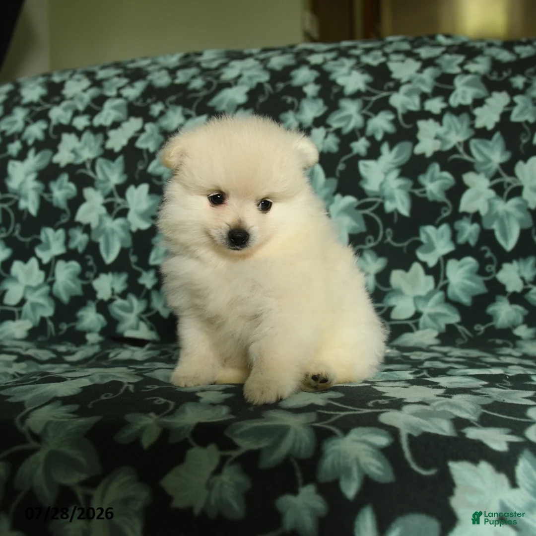 Pomeranian dogs for sale: Tuffy - Ad 2