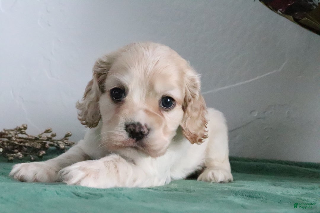 Cocker Spaniel dogs for sale: Kody - Ad 8