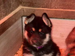 Gerberian Shepsky dogs Purple - Ad 2