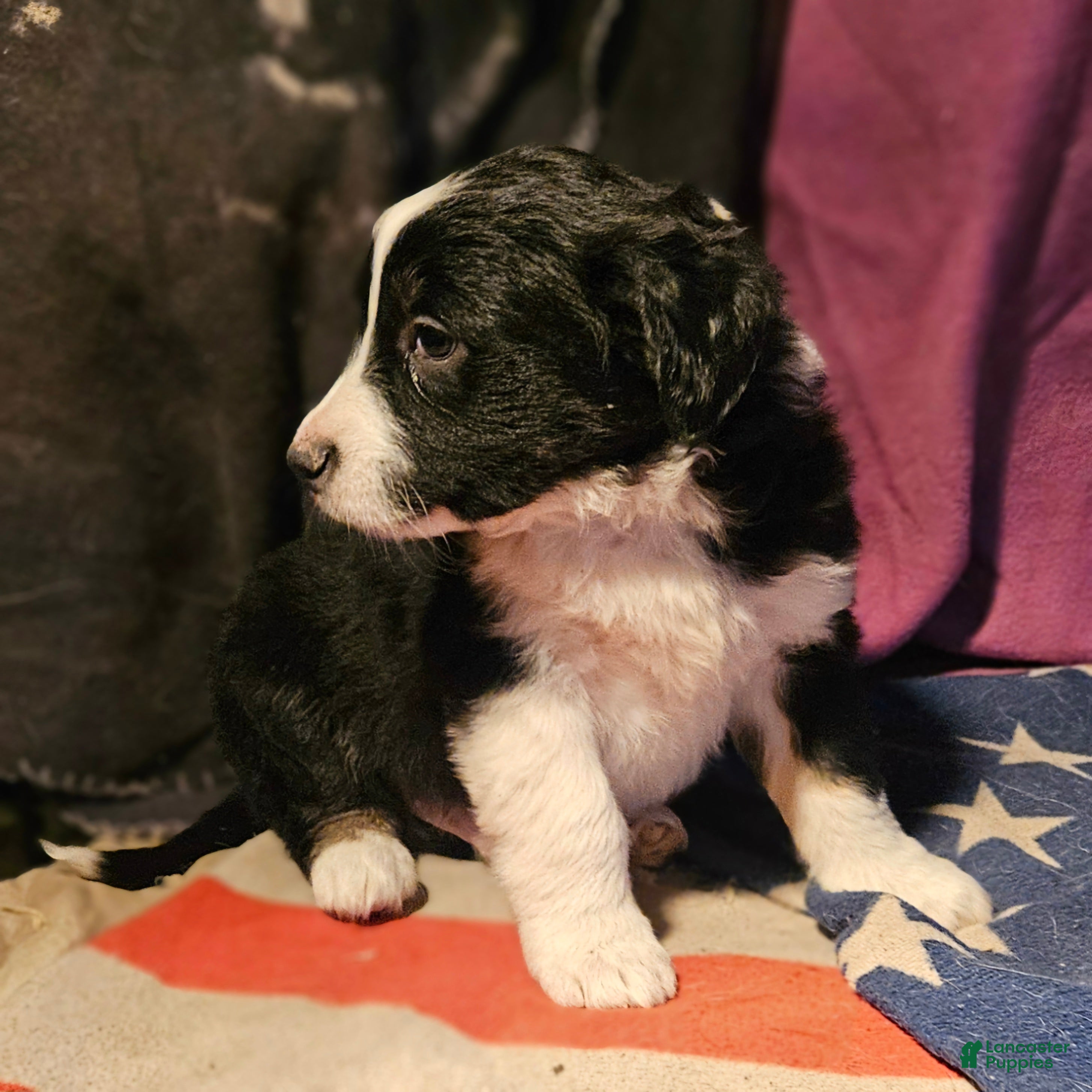 Border Collie dogs Finn (Blueish Eyes) - Ad 31