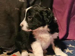 Border Collie dogs Finn (Blueish Eyes) - Ad 27