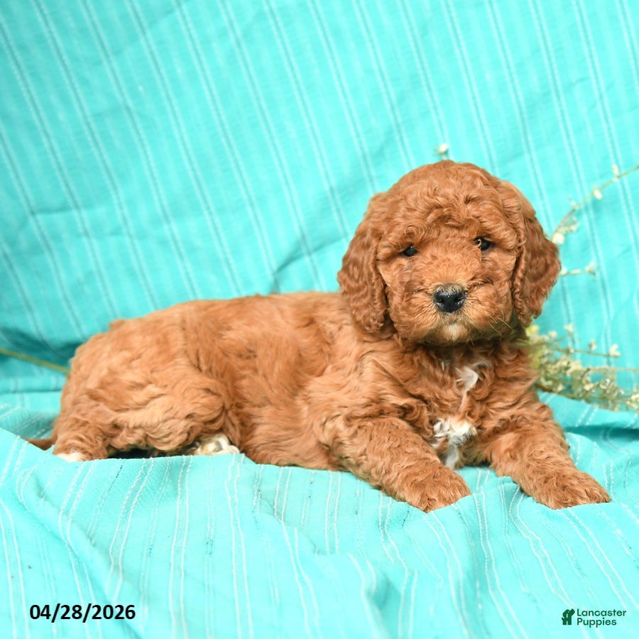 Goldendoodle dogs Raven - Ad 1