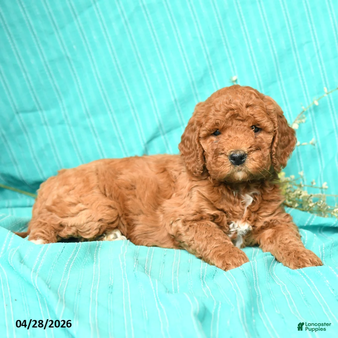Goldendoodle dogs for sale: Raven - Ad 1