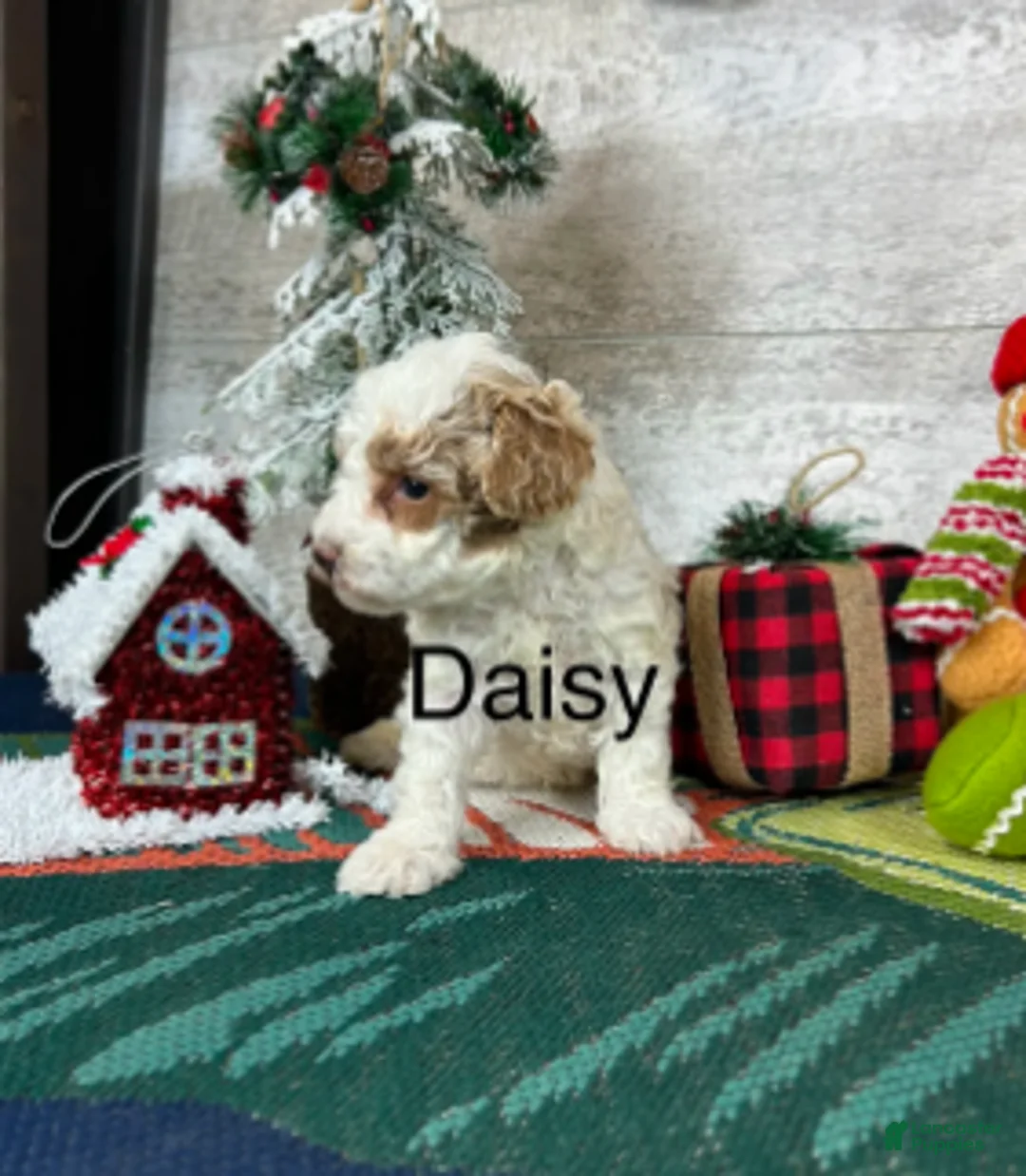 Toy Poodle dogs for sale: Daisy - Ad 4