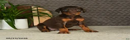 Doberman Pinscher dogs for sale: Noree - Ad 1
