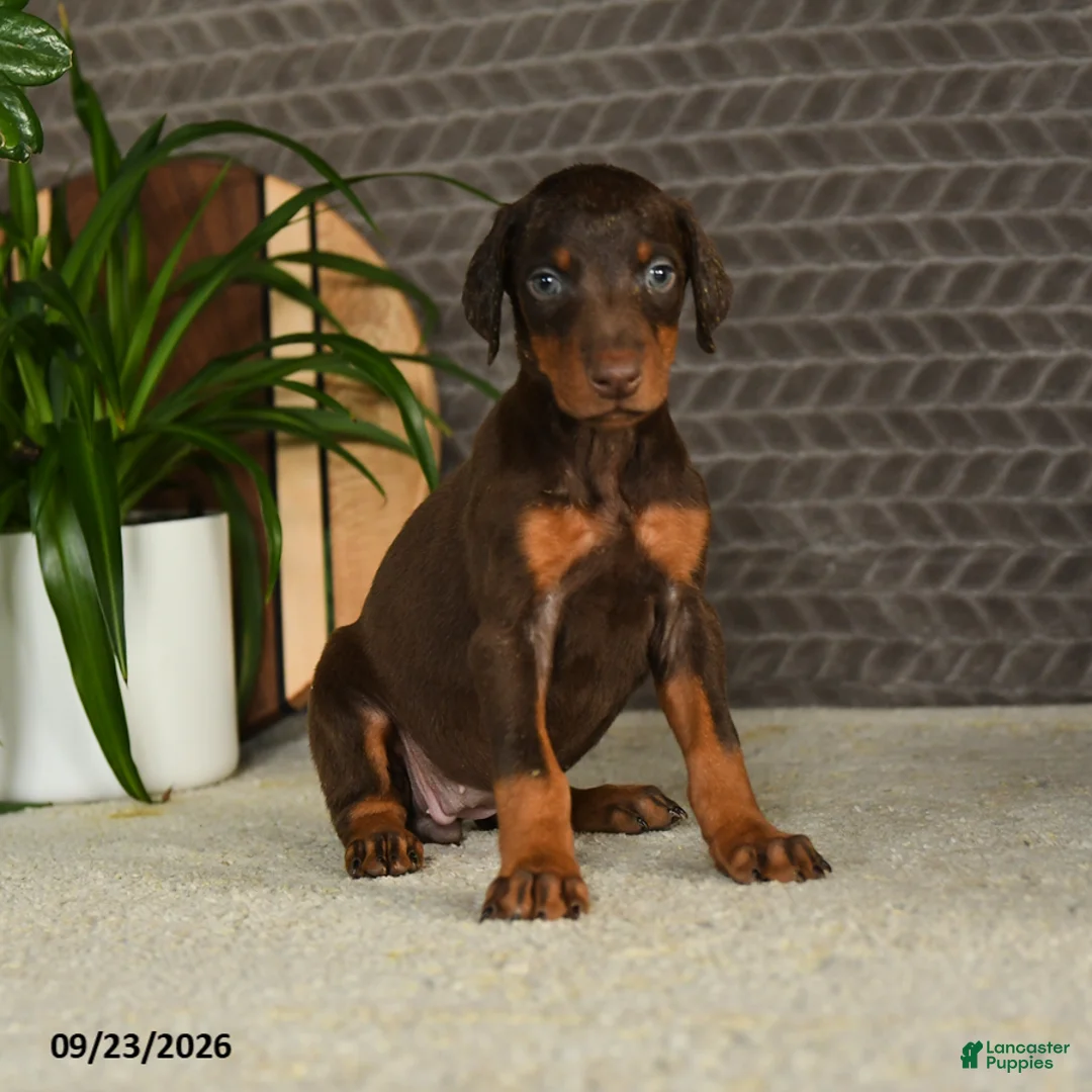 Doberman Pinscher dogs for sale: Noree - Ad 1
