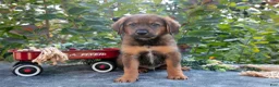 German Shepherd dogs for sale: Carl - Ad 2