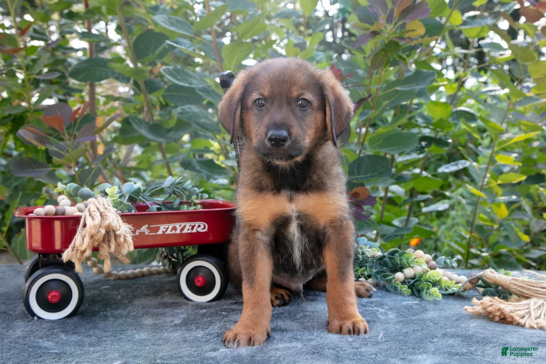German Shepherd dogs for sale: Carl - Ad 2