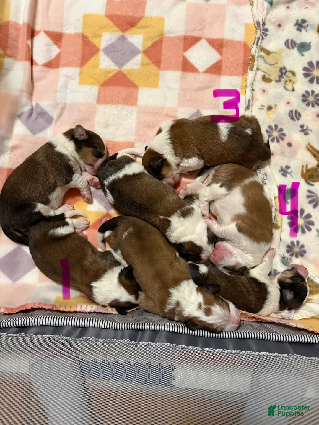 Mixed Breed dogs for sale: Great Bernese Female 3 - Ad 12